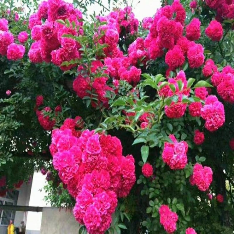 红木香花甜蜜红木香花苗爬藤植物浓香四季室内全年开花很香的