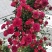 红木香花甜蜜红木香花苗爬藤植物浓香四季室内全年开花很香的