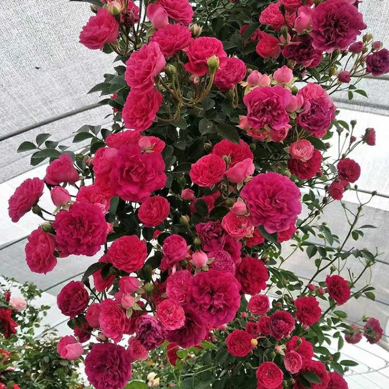 红木香花甜蜜红木香花苗爬藤植物浓香四季室内全年开花很香的