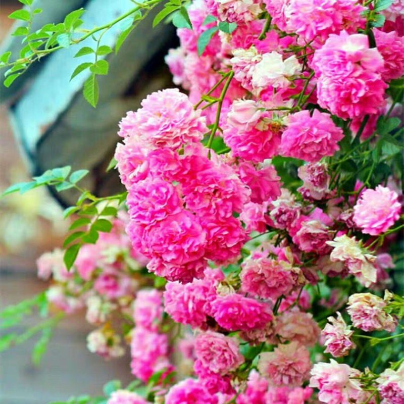 红木香花甜蜜红木香花苗爬藤植物浓香四季室内全年开花很香的
