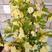 黄色木香花浓香花卉七里香阳台垂吊爬藤植物白色木香花苗盆栽