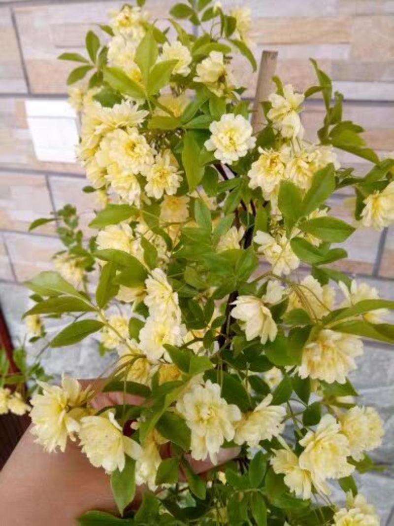 黄色木香花浓香花卉七里香阳台垂吊爬藤植物白色木香花苗盆栽