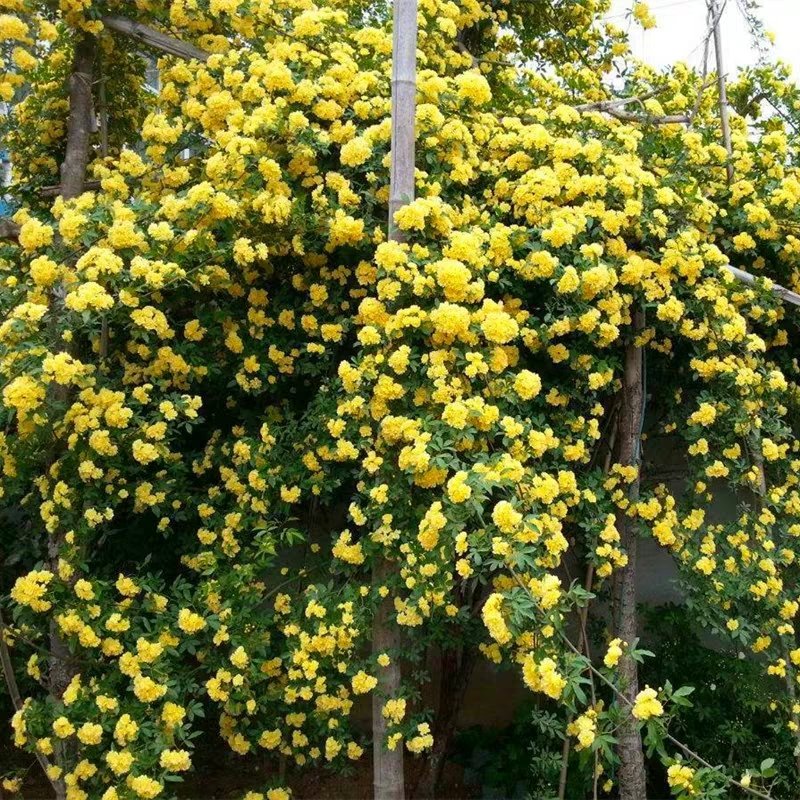 黄色木香花浓香花卉七里香阳台垂吊爬藤植物白色木香花苗盆栽