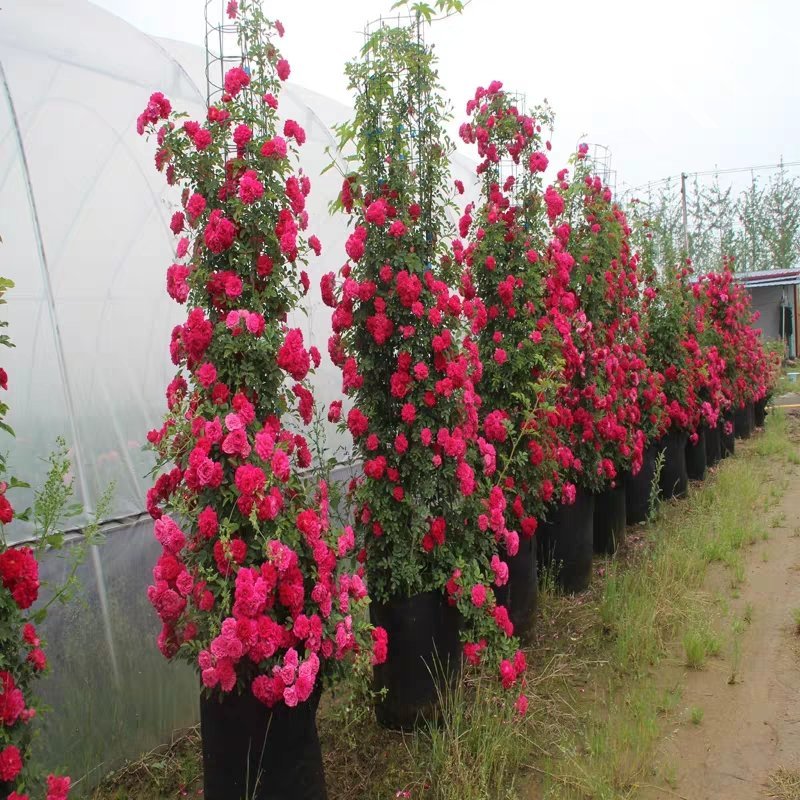 黄色木香花浓香花卉七里香阳台垂吊爬藤植物白色木香花苗盆栽