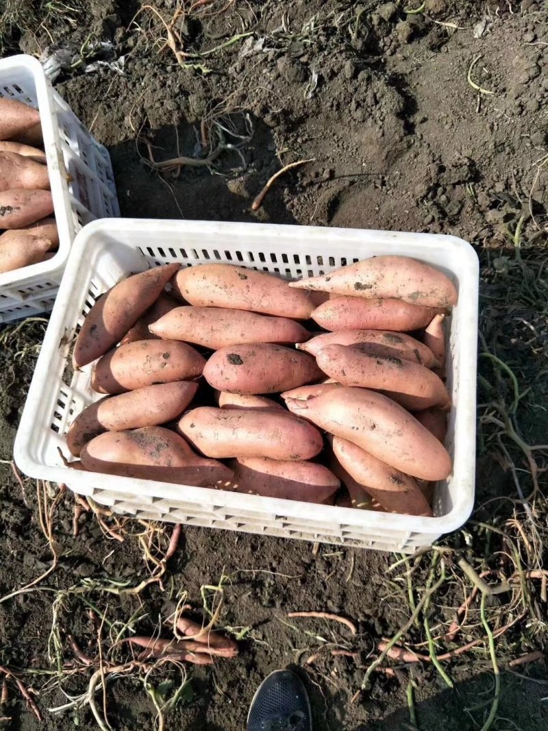 河北龙九龙薯9号大量上市产地直供保证质量发往全