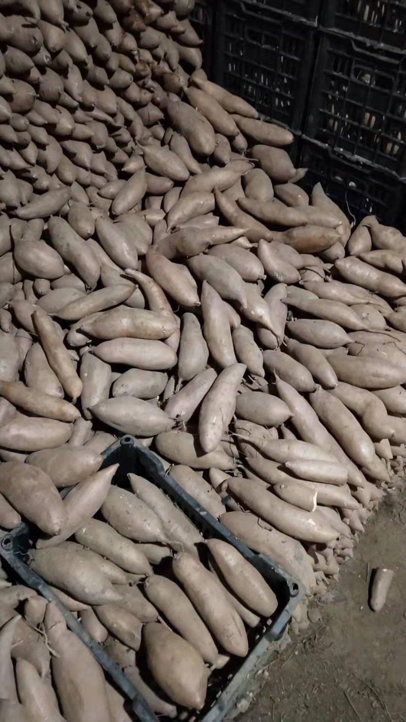 河北龙九龙薯9号大量上市产地直供保证质量发往全