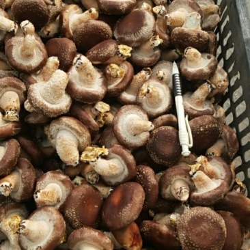 香菇