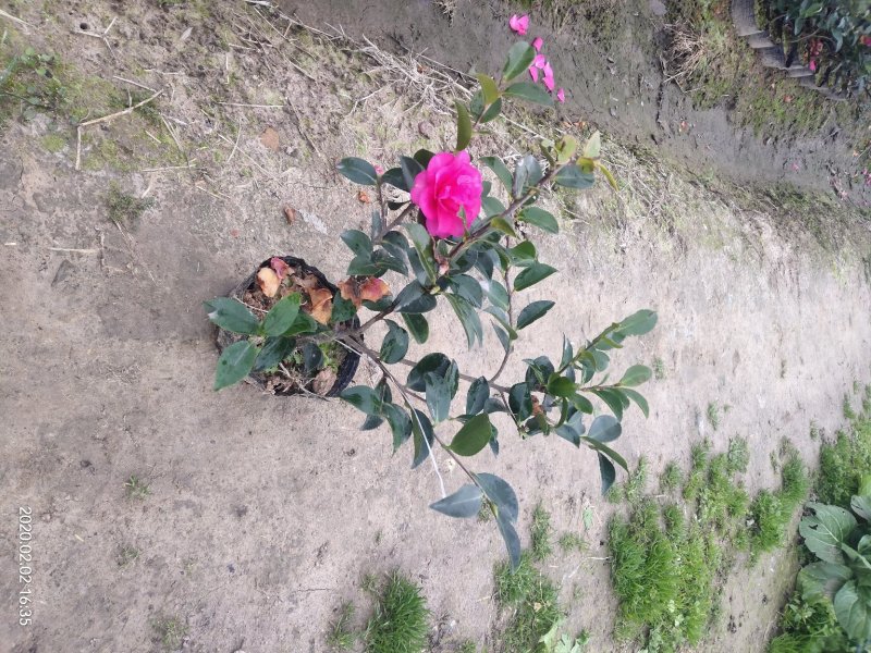 茶梅大杯苗