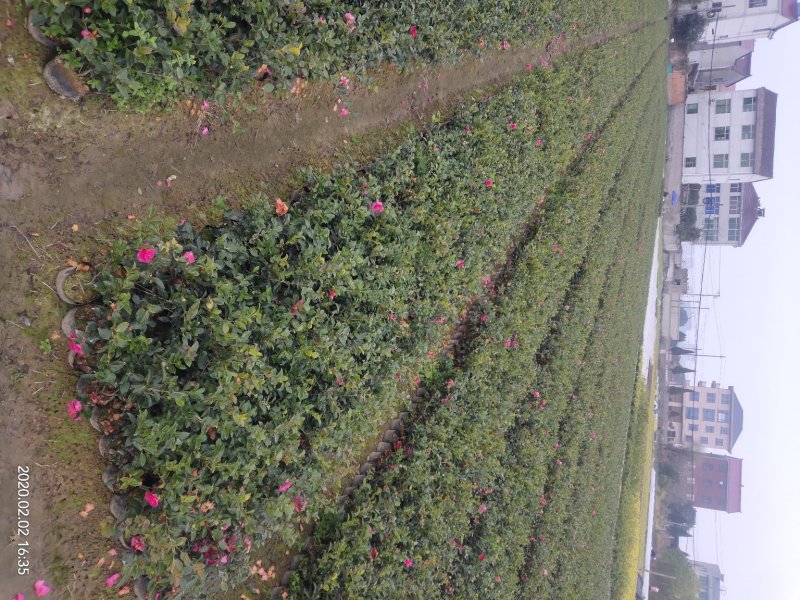 茶梅大杯苗