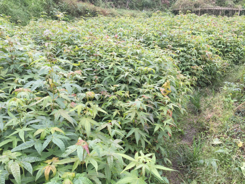 青枫小苗青枫小苗青枫小苗青枫小苗青枫小苗青枫