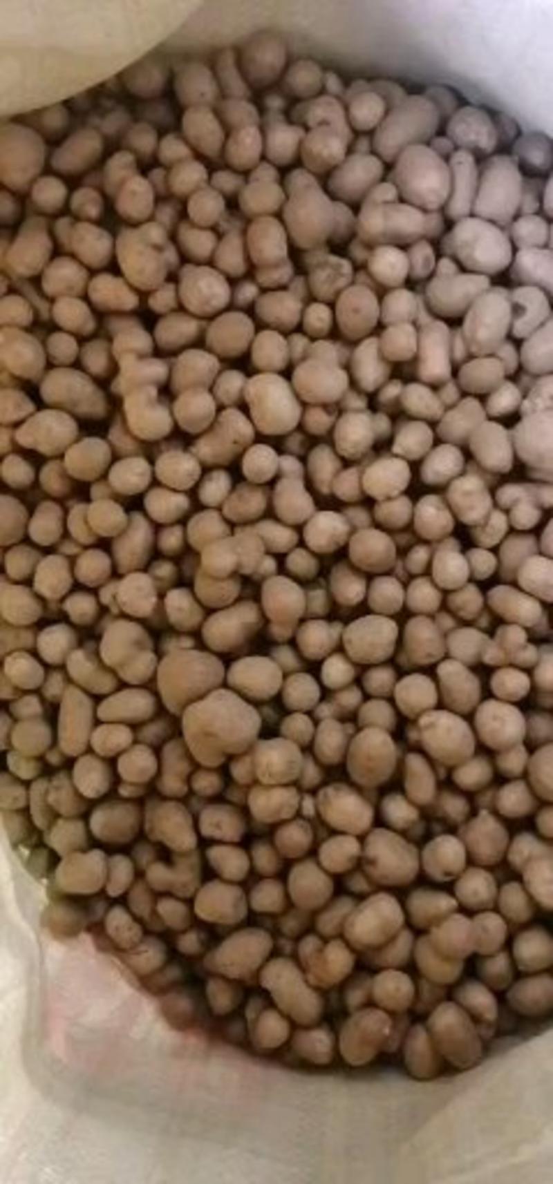 【优选】精品白玉山药豆产地直供，视频看货，质量保证，量大优惠