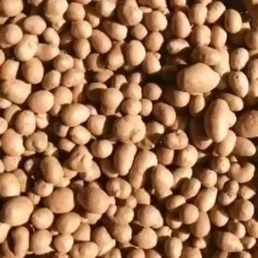【优选】精品白玉山药豆产地直供，视频看货，质量保证，量大优惠