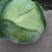 精品扁包菜包菜甘蓝新货大量上市价格美丽基地直发