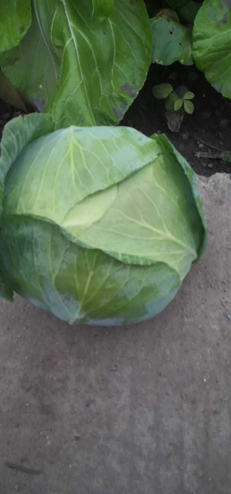 精品扁包菜包菜甘蓝新货大量上市价格美丽基地直发