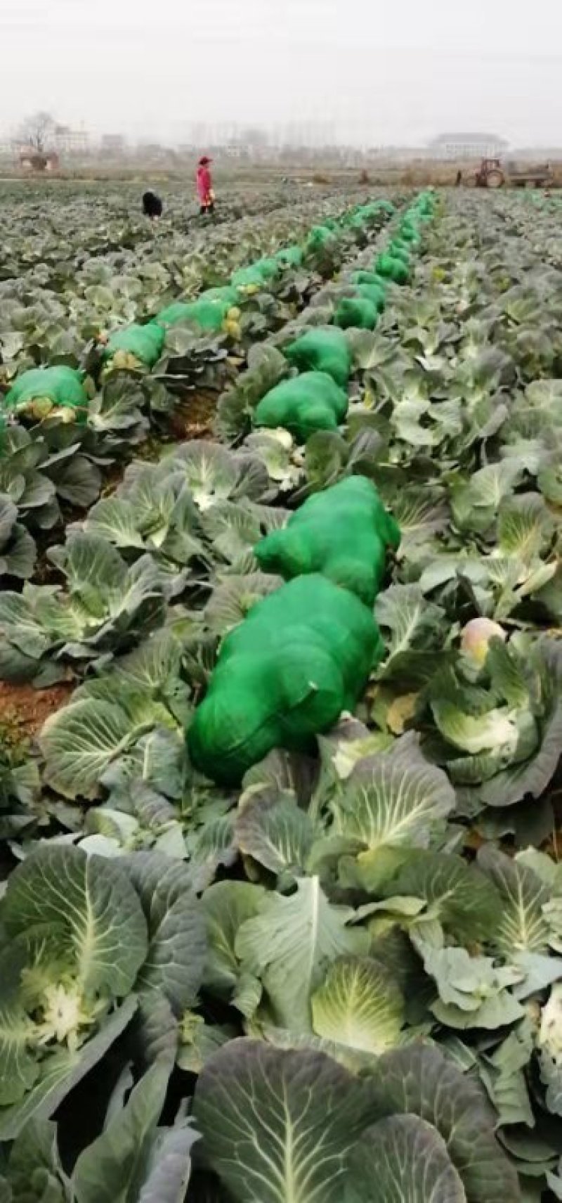 精品扁包菜包菜甘蓝新货大量上市价格美丽基地直发
