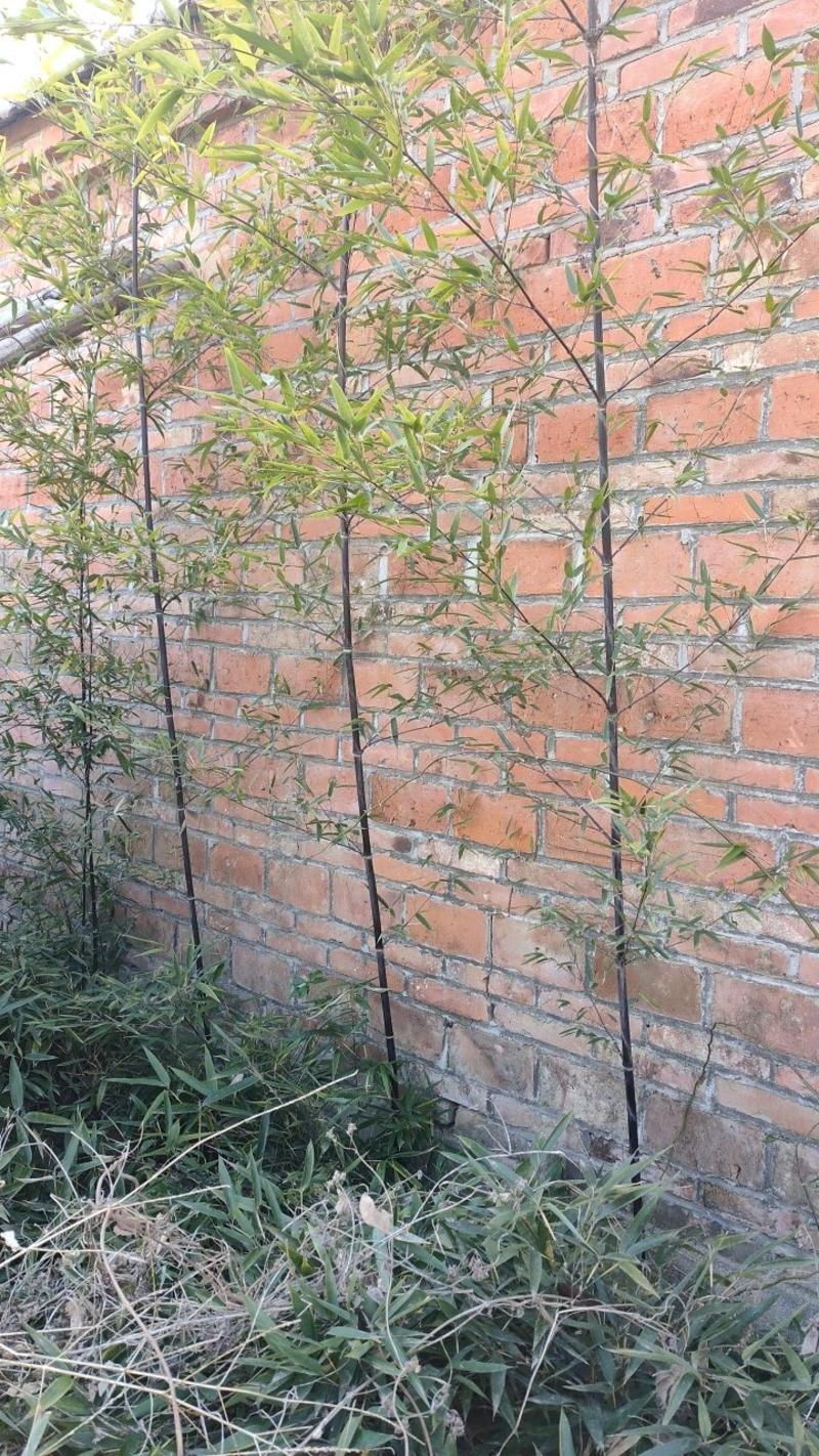红瑞木专业种植绿化苗丁香