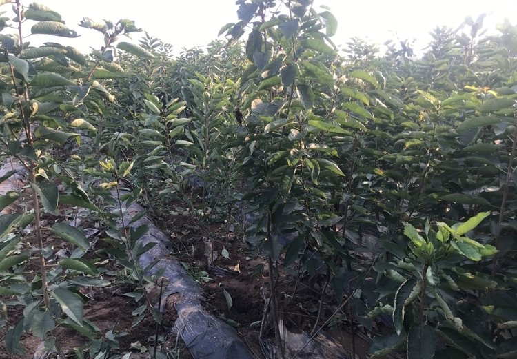 布鲁克斯樱桃种植园航拍图