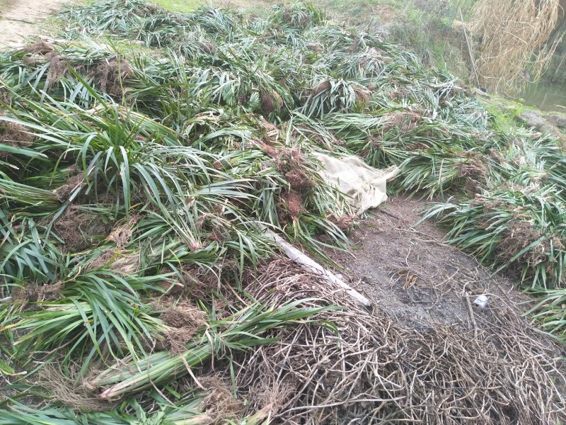 四川南充宽叶红心石菖蒲苗产地直发保质保量可视频看货