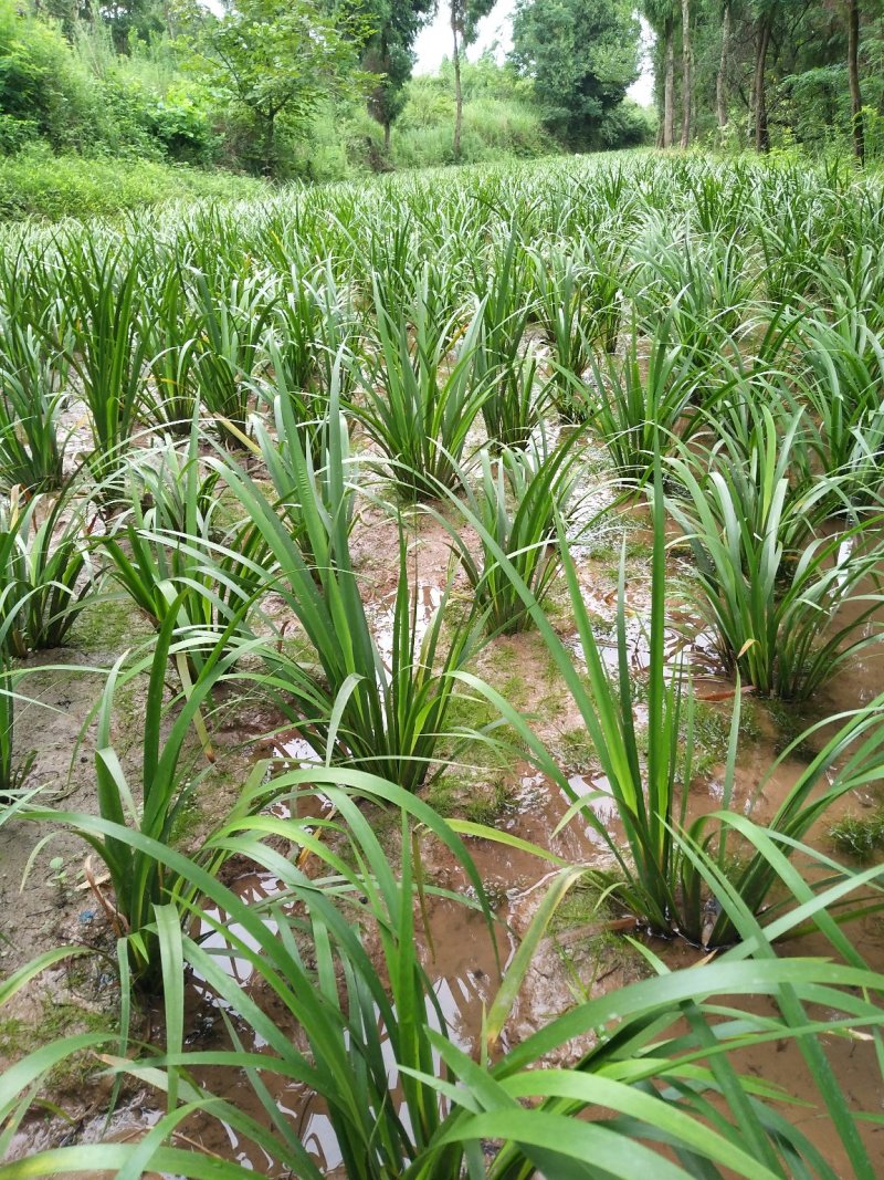 四川南充宽叶红心石菖蒲苗产地直发保质保量可视频看货