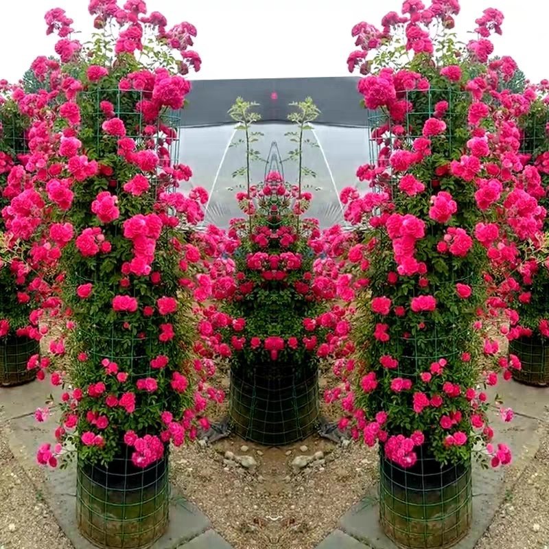 红木香花四季甜蜜爬藤植物特大花苗盆栽攀爬浓香花卉黄木香七