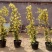 红木香花四季甜蜜爬藤植物特大花苗盆栽攀爬浓香花卉黄木香七