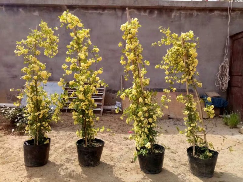 红木香花四季甜蜜爬藤植物特大花苗盆栽攀爬浓香花卉黄木香七