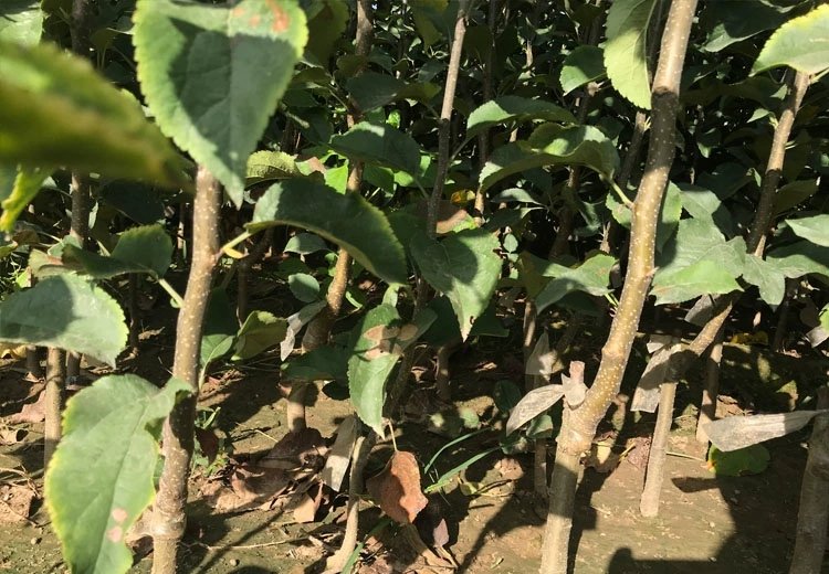 贵州龙里千亩刺梨标准化种植基地航拍图