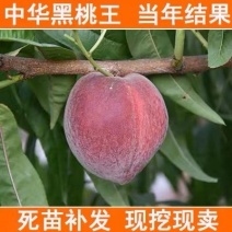 桃树苗嫁接黑桃树苗当年结果苗早熟嫁接桃苗特大水蜜桃蟠桃树