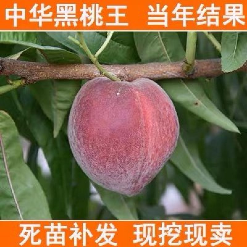 桃树苗嫁接黑桃树苗当年结果苗早熟嫁接桃苗特大水蜜桃蟠桃树