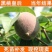 桃树苗嫁接黑桃树苗当年结果苗早熟嫁接桃苗特大水蜜桃蟠桃树