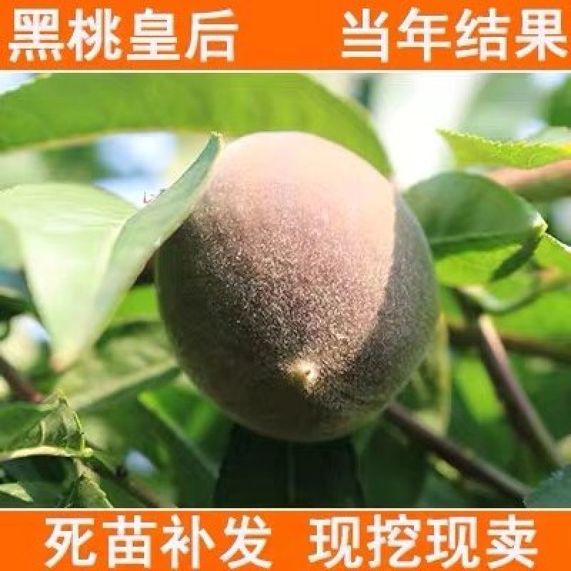 桃树苗嫁接黑桃树苗当年结果苗早熟嫁接桃苗特大水蜜桃蟠桃树
