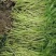 新鲜芦蒿、物美价廉、欢迎订购