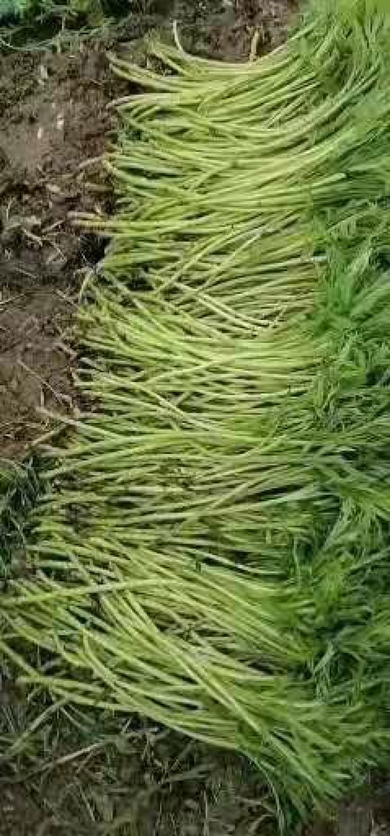 新鲜芦蒿、物美价廉、欢迎订购