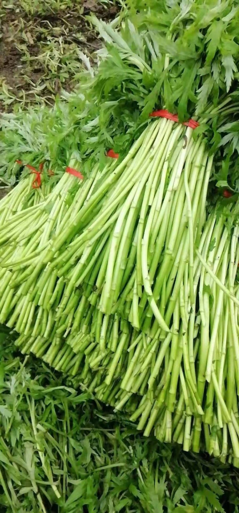 新鲜芦蒿、物美价廉、欢迎订购