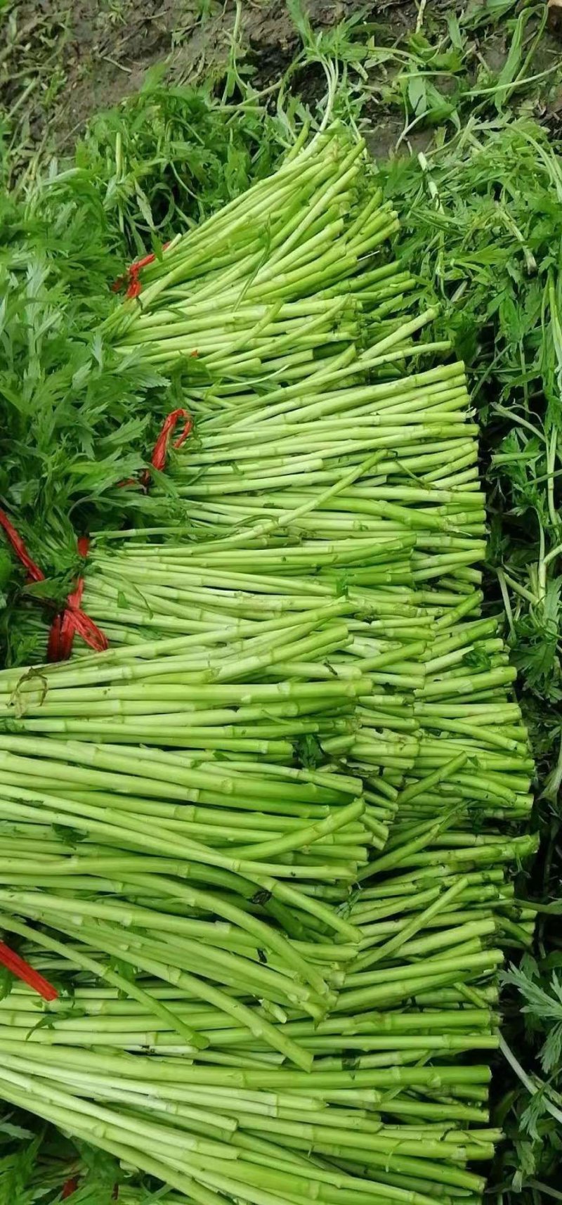新鲜芦蒿、物美价廉、欢迎订购