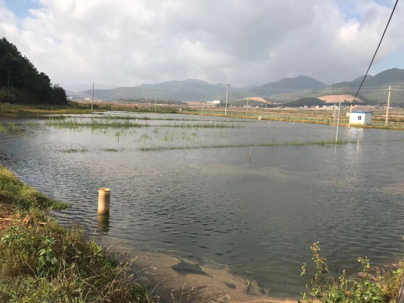 178亩龙虾基地转让，看上联系