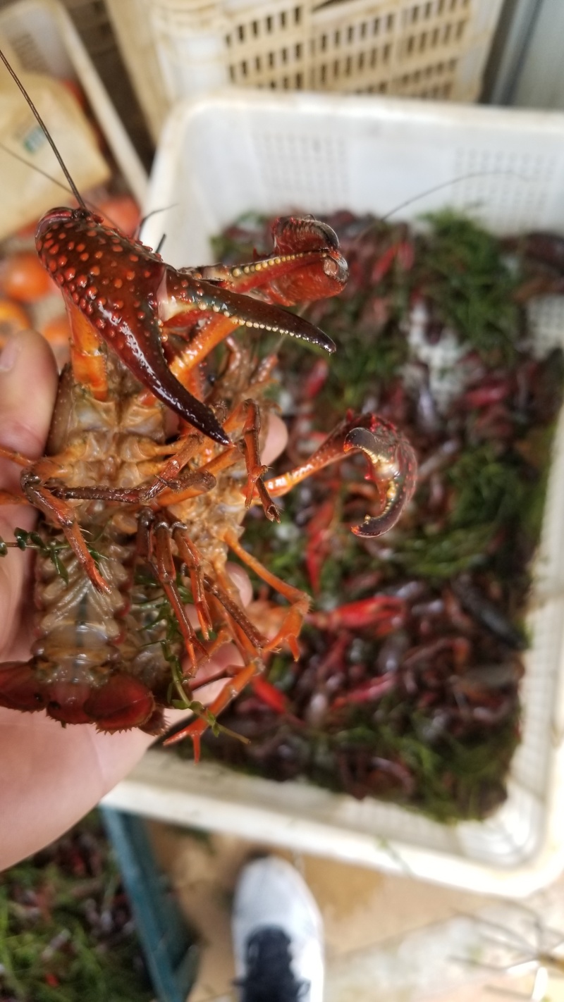 178亩龙虾基地转让，看上联系