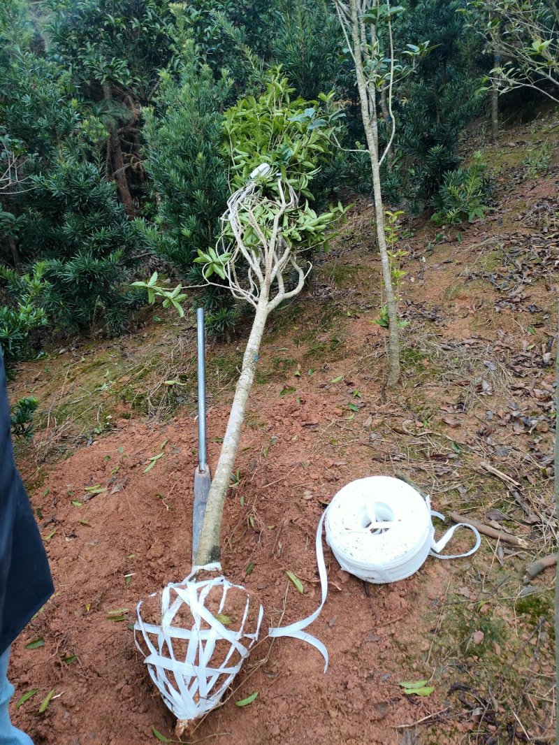 桂花苗园林绿化工程用苗常绿植物