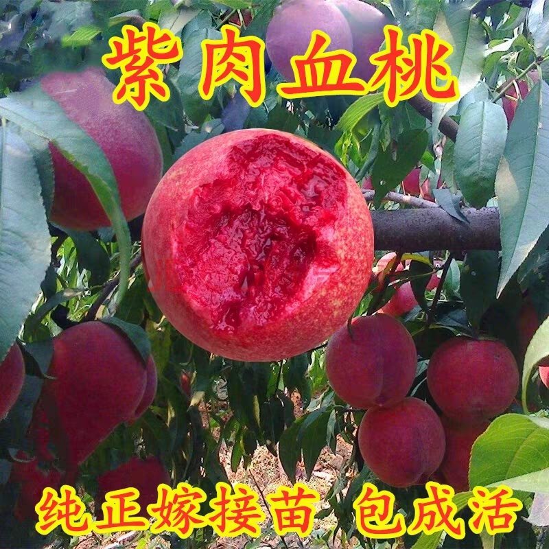 桃树苗正宗紫血桃树苗嫁接当年结果桃苗紫肉血桃红肉血桃果树