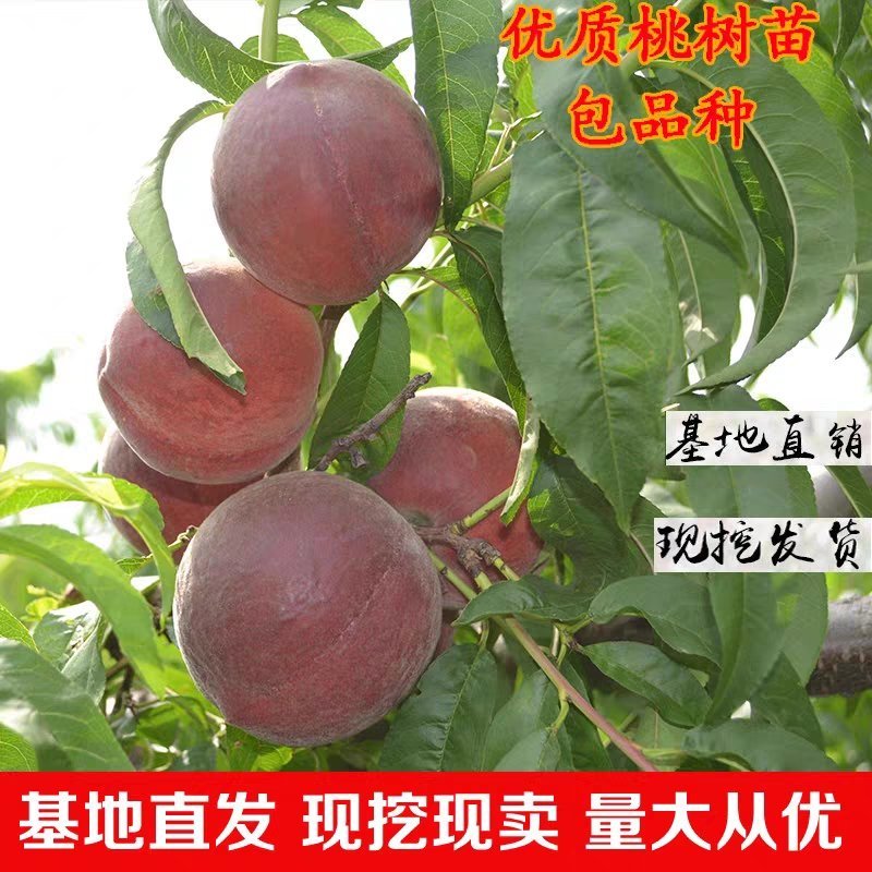 桃树苗正宗紫血桃树苗嫁接当年结果桃苗紫肉血桃红肉血桃果树