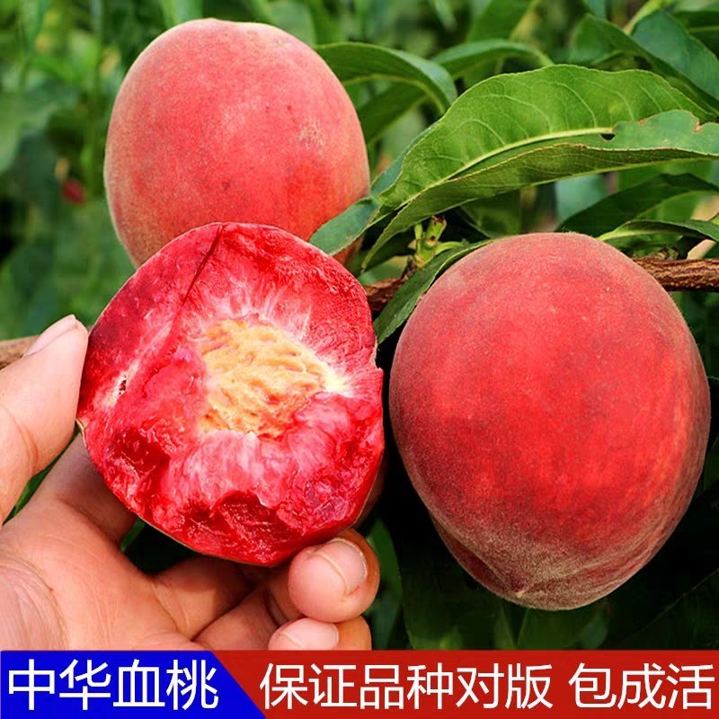 桃树苗正宗紫血桃树苗嫁接当年结果桃苗紫肉血桃红肉血桃果树