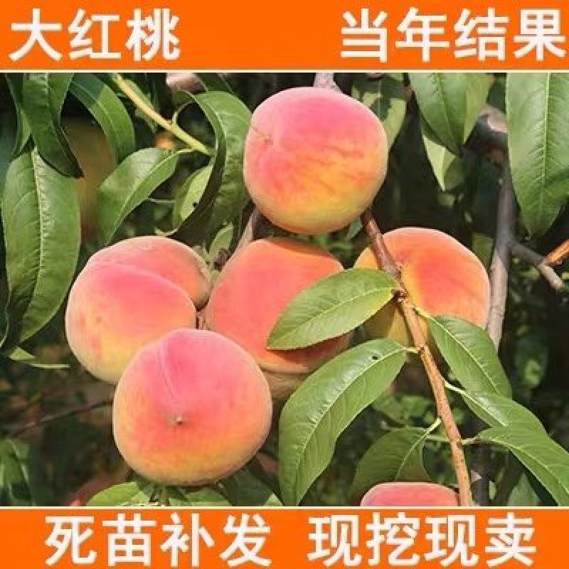 占地桃树苗嫁接水蜜桃树苗生长速度快当年结果高产水蜜桃树苗