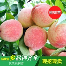 占地桃树苗嫁接水蜜桃树苗生长速度快当年结果高产水蜜桃树苗