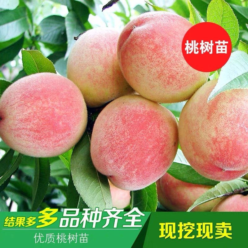 占地桃树苗嫁接水蜜桃树苗生长速度快当年结果高产水蜜桃树苗