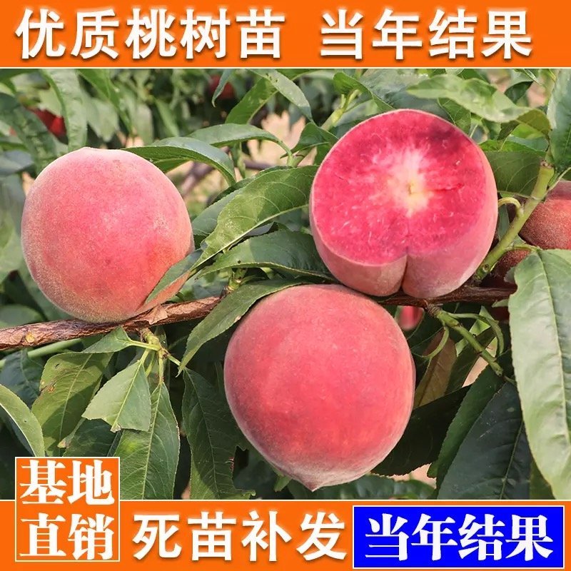 占地桃树苗嫁接水蜜桃树苗生长速度快当年结果高产水蜜桃树苗