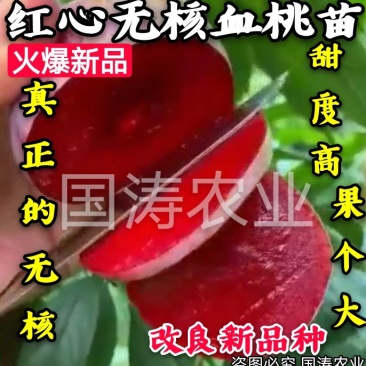 【爆品】红心无核血桃苗改良新品脱毒育苗自然无核包邮