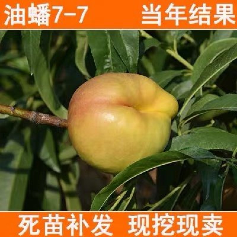 黄金油蟠桃苗嫁接桃树苗油蟠桃苗油桃苗南方北方种植当年结果