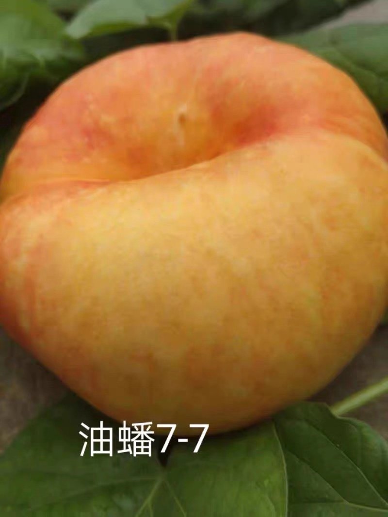 黄金油蟠桃苗嫁接桃树苗油蟠桃苗油桃苗南方北方种植当年结果
