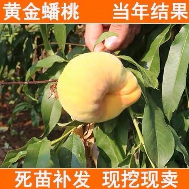黄金油蟠桃苗嫁接桃树苗油蟠桃苗油桃苗南方北方种植当年结果