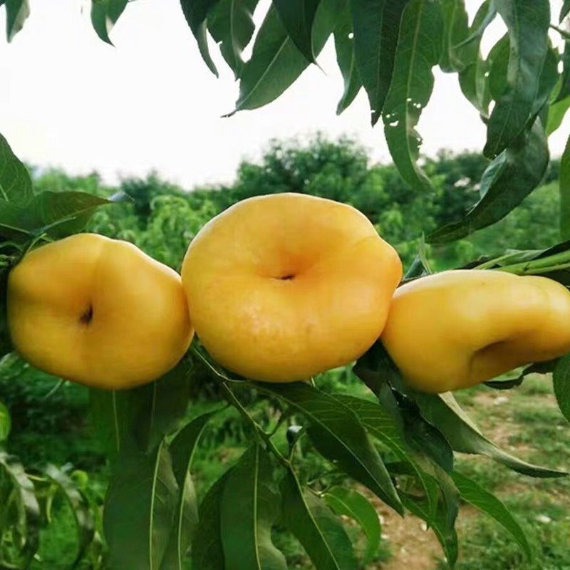 黄金油蟠桃苗嫁接桃树苗油蟠桃苗油桃苗南方北方种植当年结果